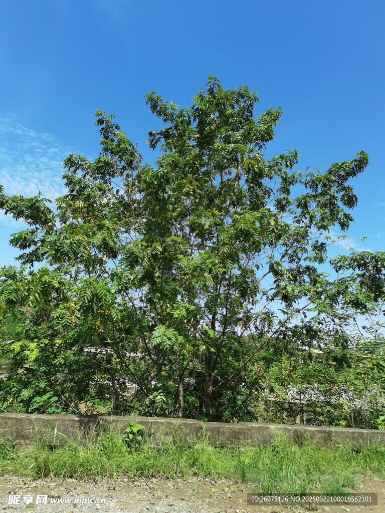 蓝天绿树风景图