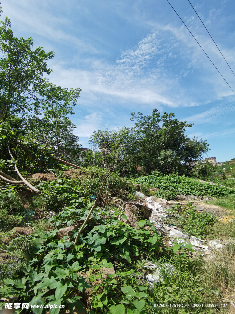 野外繁茂绿植与开阔天空