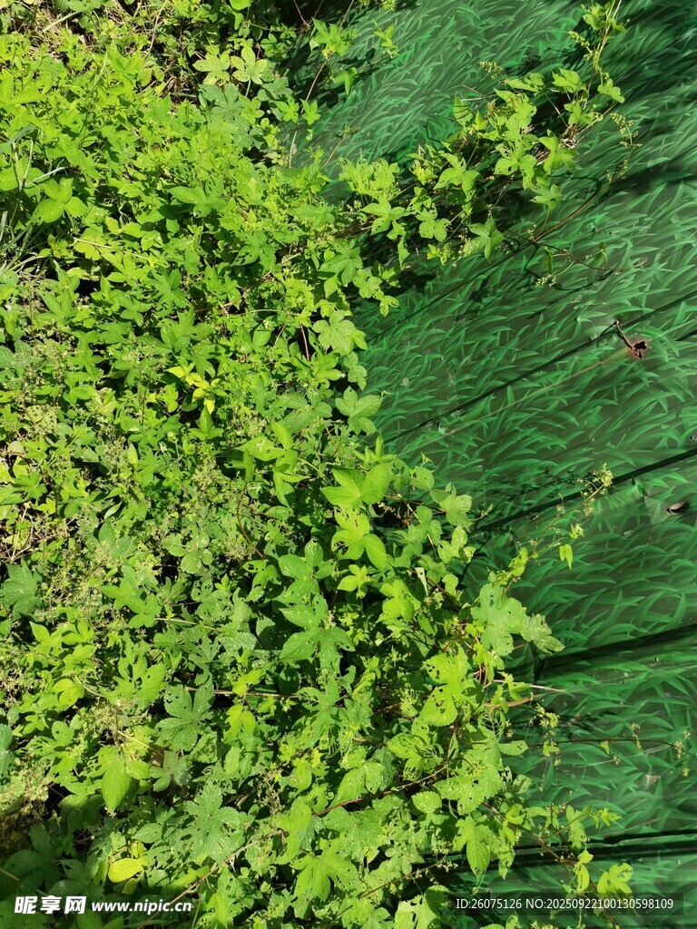 翠绿藤蔓覆盖的自然景致