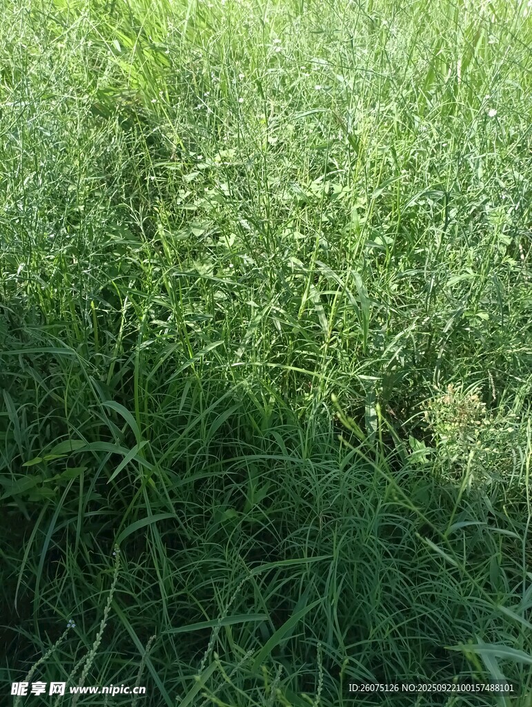 翠绿草地生机盎然