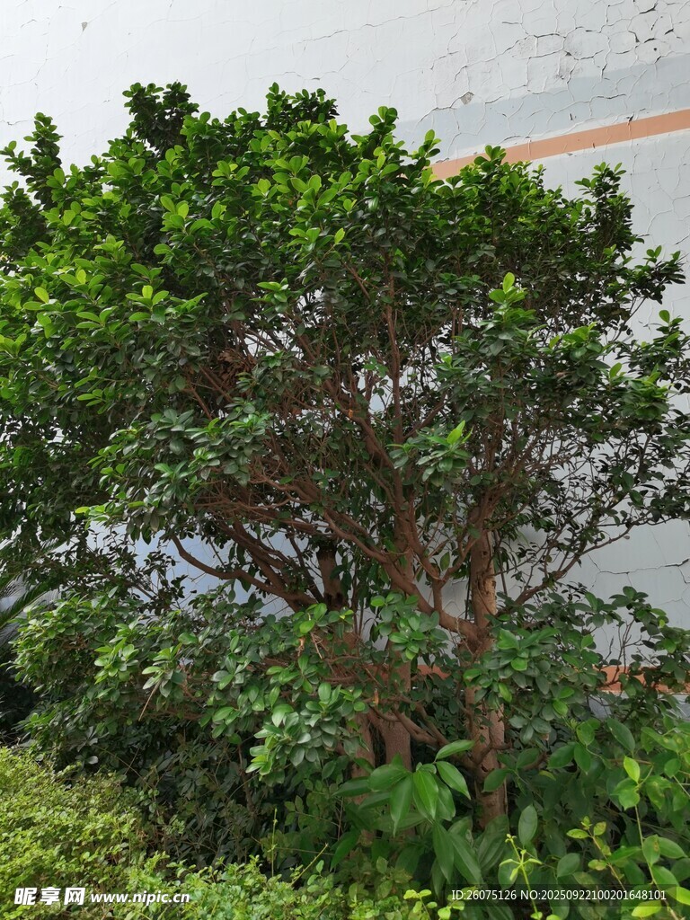 翠绿繁茂的盆栽景观树