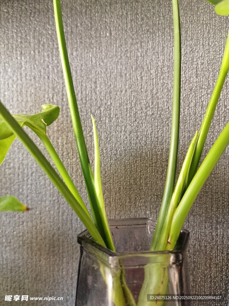 透明花瓶中的绿植新芽