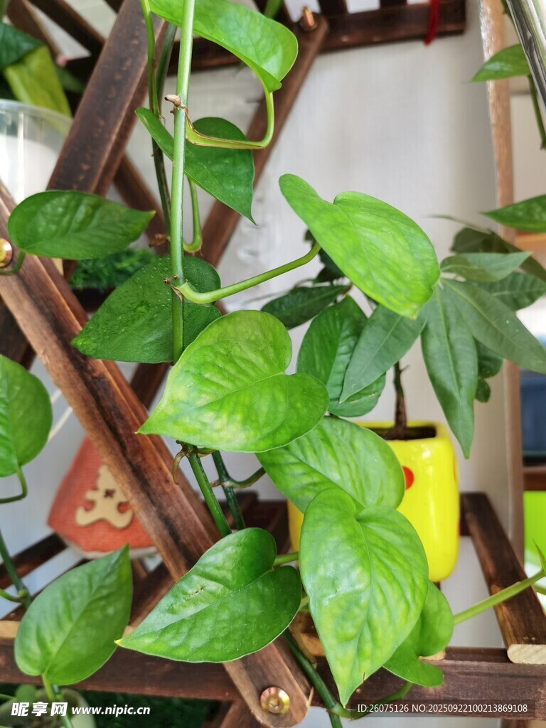 室内绿植装饰架上的绿萝