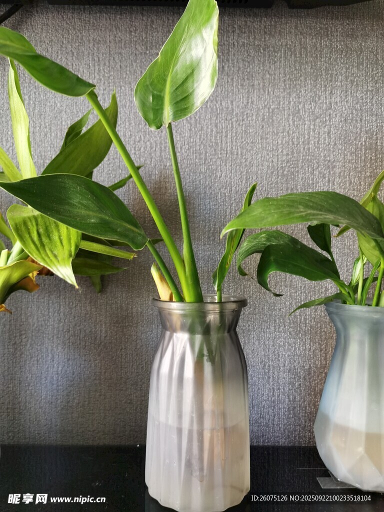 透明花瓶中的清新绿植