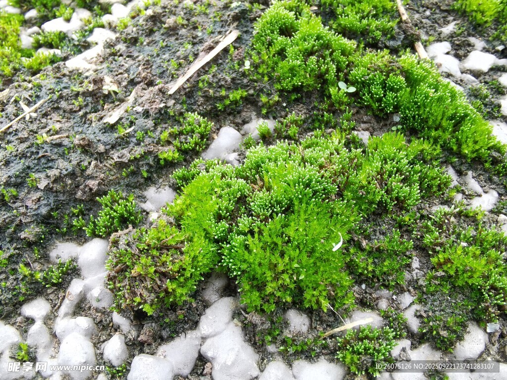 雪覆青苔景象