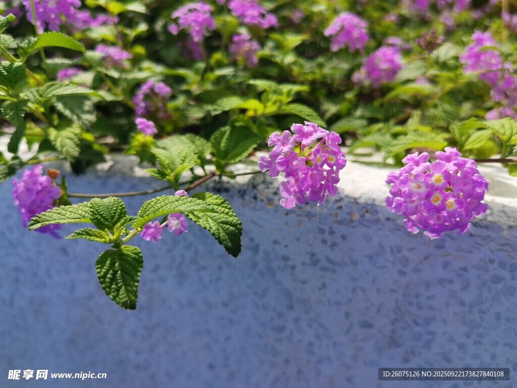 蓝墙边的紫色绣球花