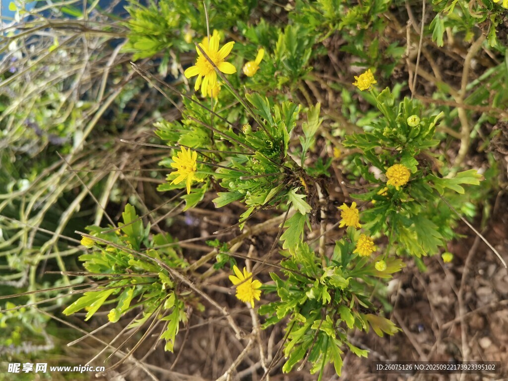 地面绽放的黄色小花