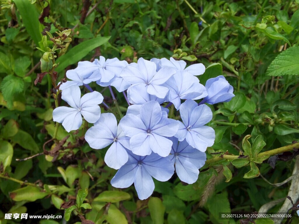 蓝紫色小花绽放于绿叶间