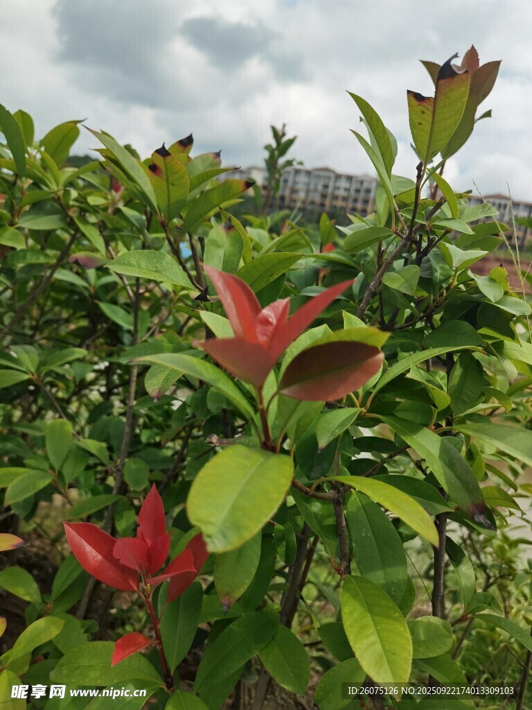 绿叶丛中娇艳红花
