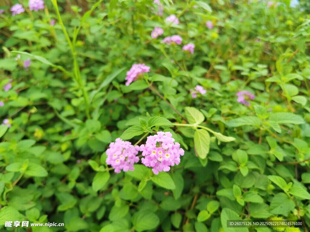 粉色小花绽放于绿意间