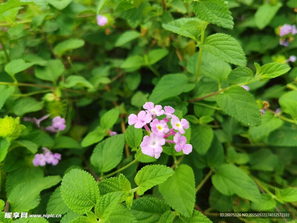 绿叶丛中的粉紫色小花