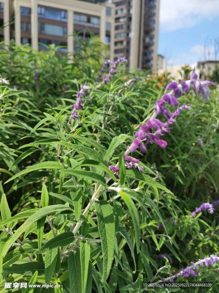 城市中绽放的紫色花卉