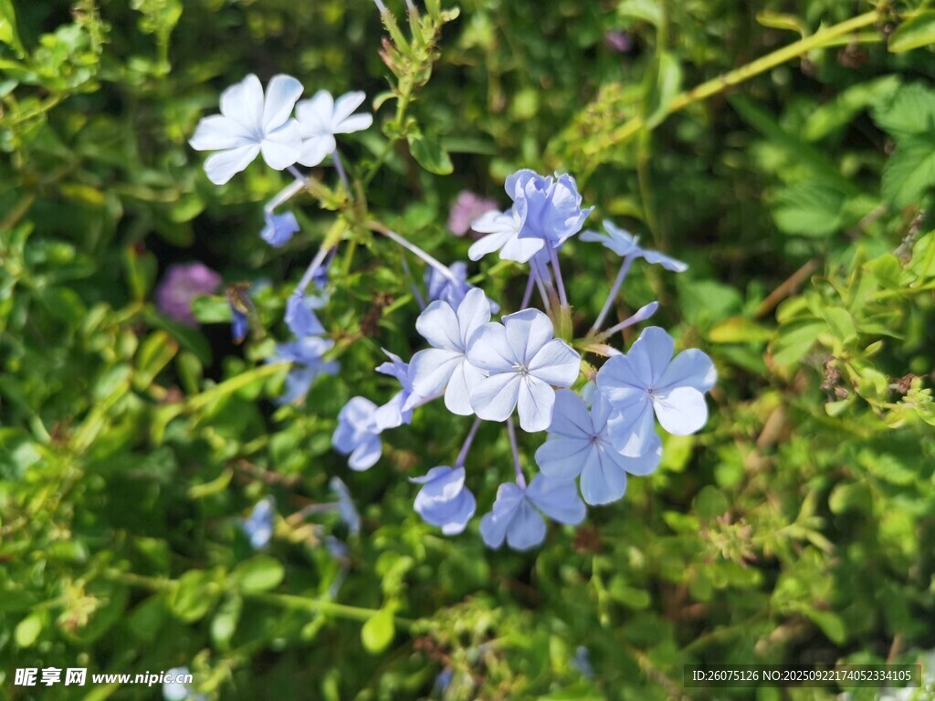蓝紫色小花绽放于绿叶间
