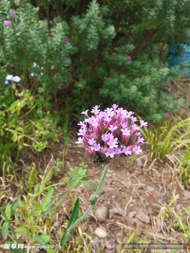 花丛中的紫色小花