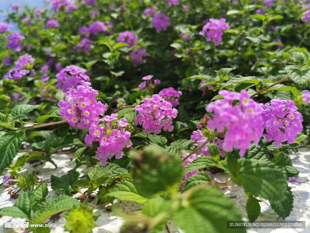 紫色花卉绽放生机