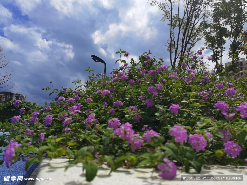 紫色花卉装点美丽景致