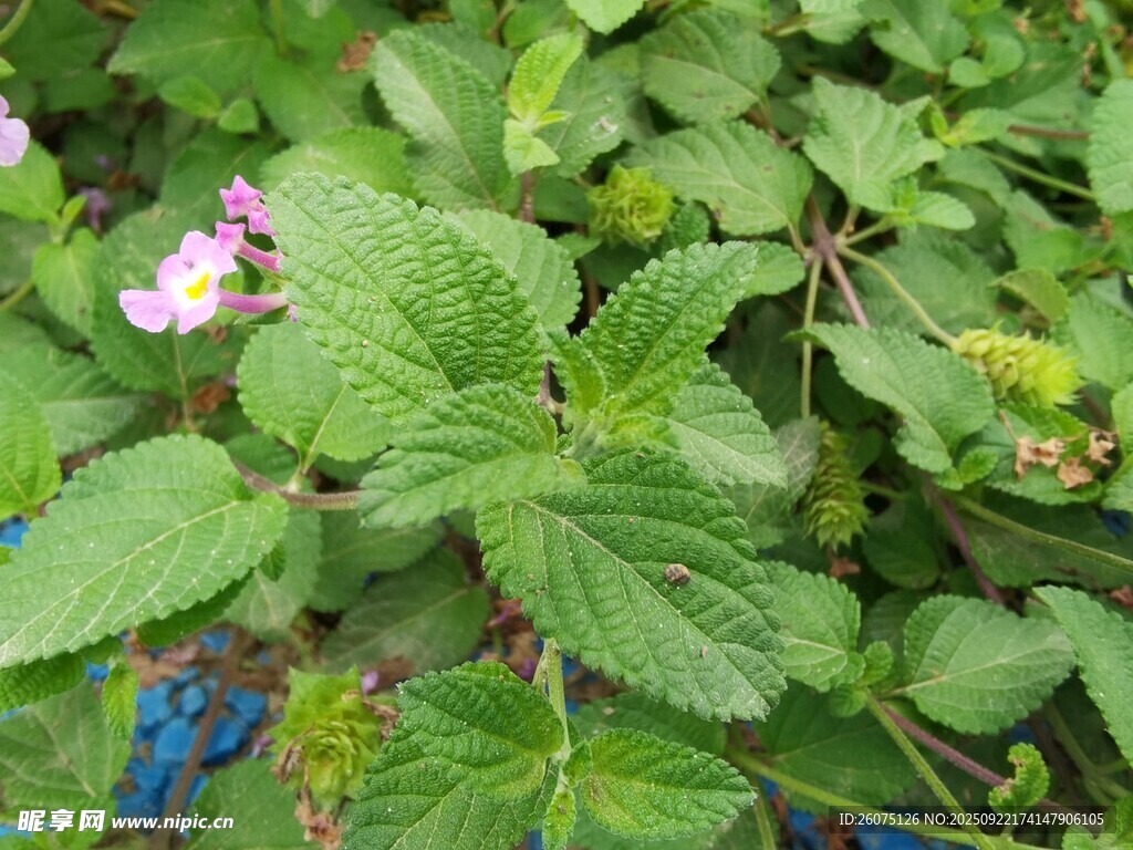 绿叶丛中的紫色小花