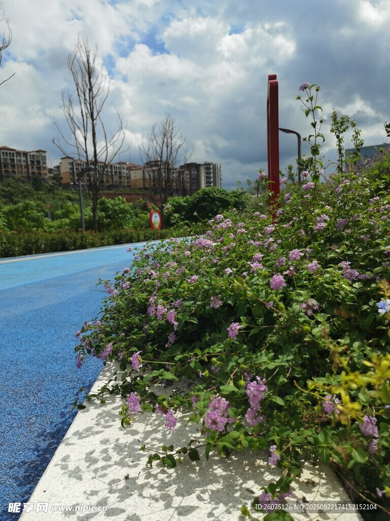蓝池边繁茂绽放的紫色花卉