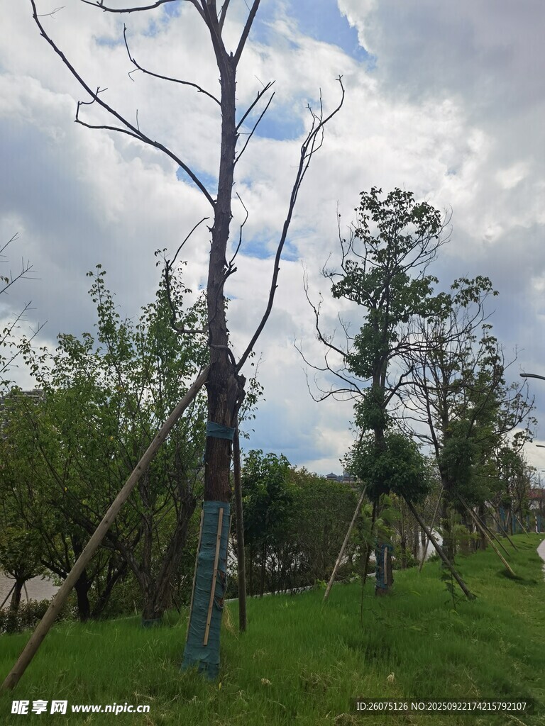 野外枯树立于葱郁草地