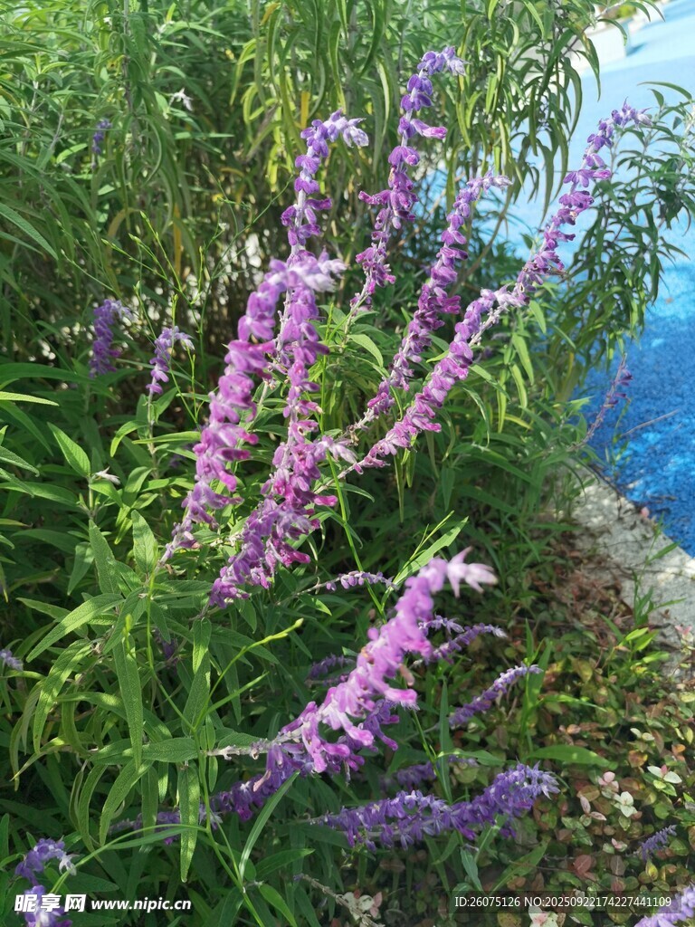 紫色花丛绽放在绿意间