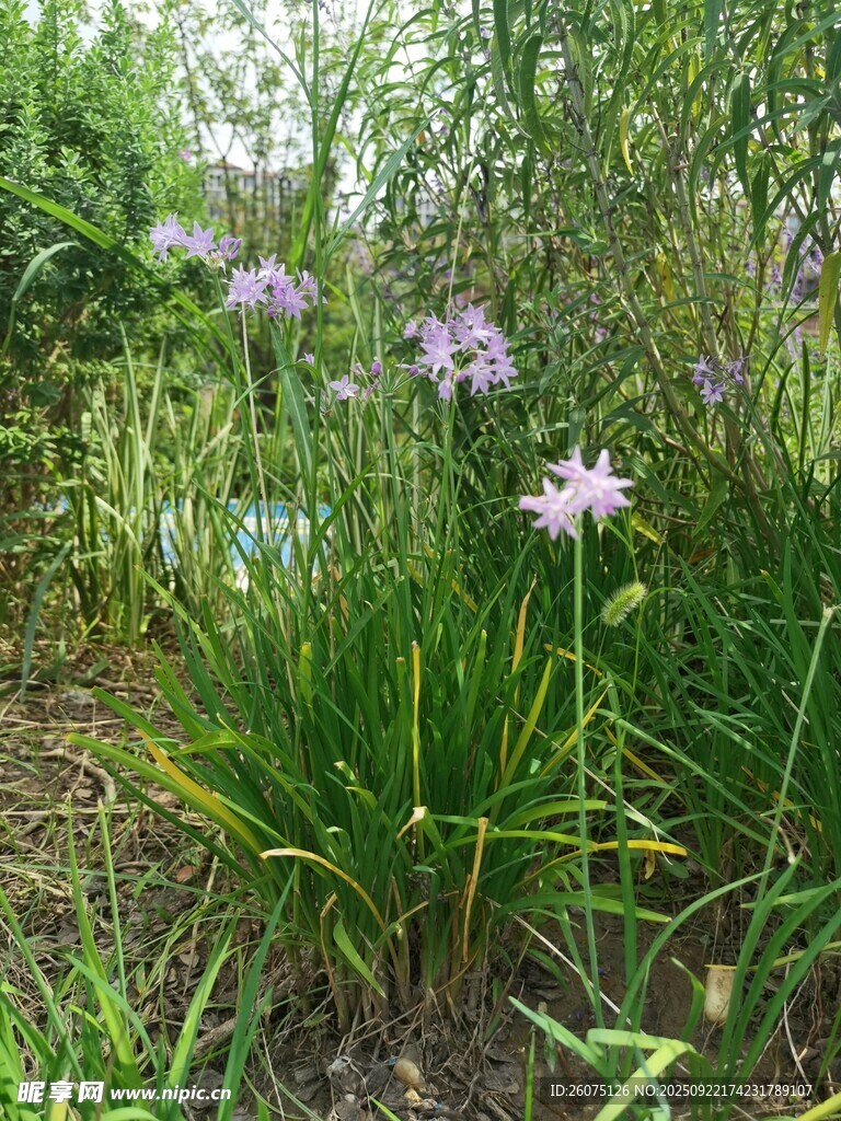 花园中的紫色花卉绽放