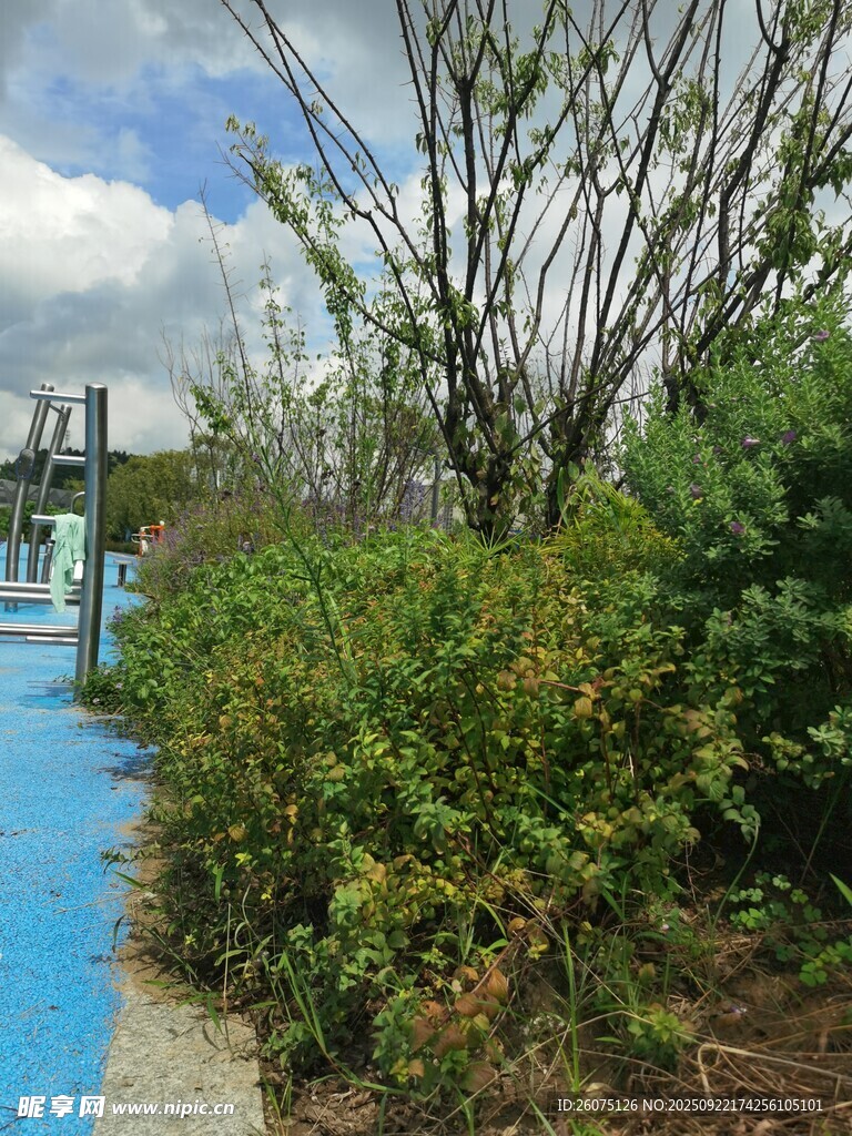 蓝色步道旁的绿植景观