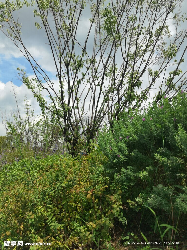 野外繁茂绿植与蓝天白云