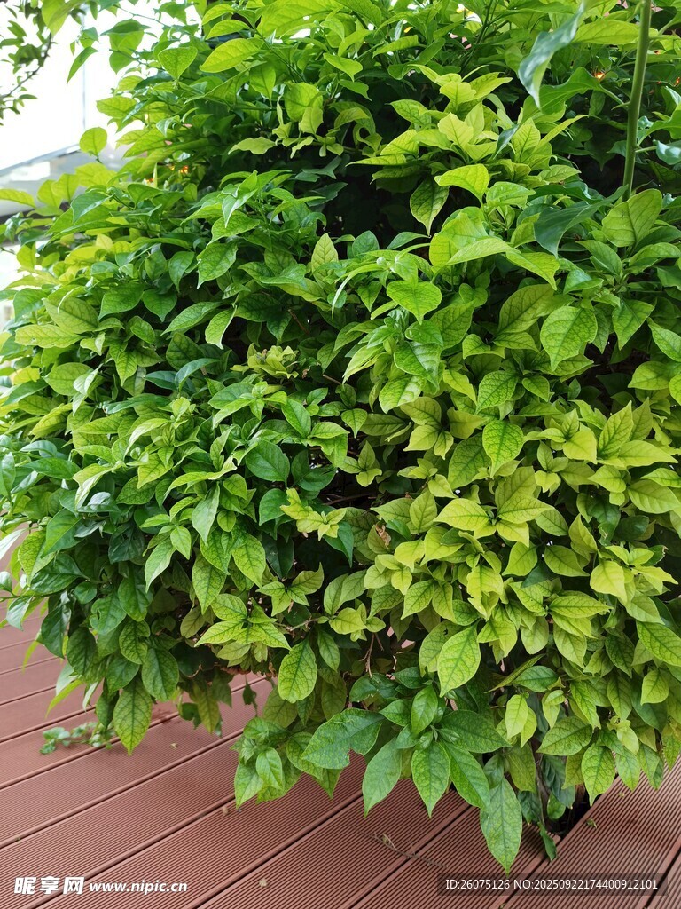 翠绿繁茂的盆栽植物