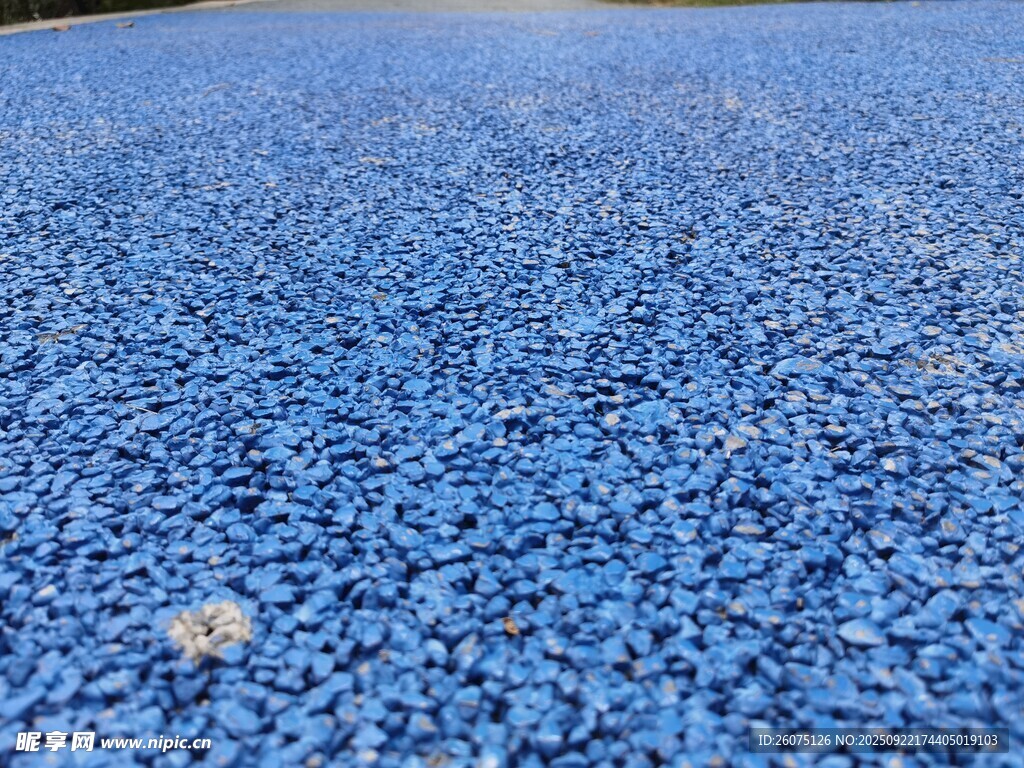 蓝色碎石地面上的蒲公英