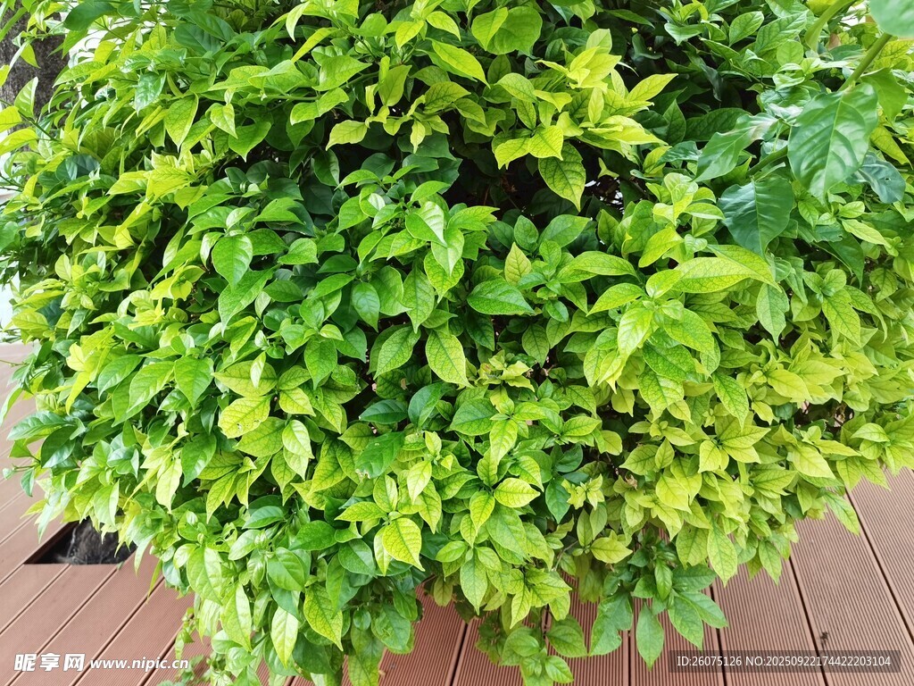 翠绿繁茂的盆栽绿植