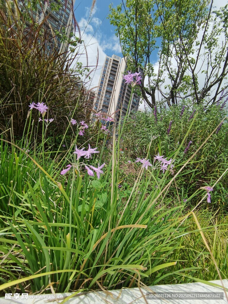 花园中的葱兰与绿植景观