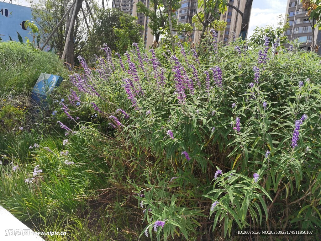 户外紫色花卉绿植景观
