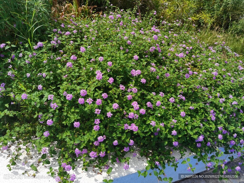 繁茂紫花植物景观