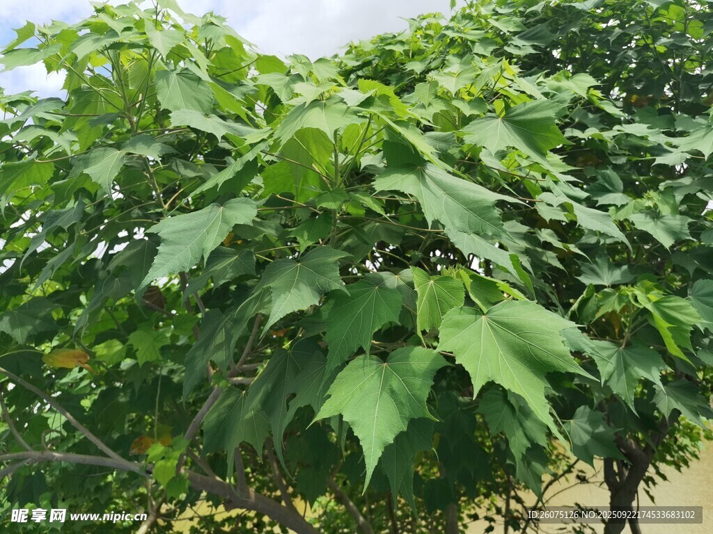 茂盛的绿叶植物