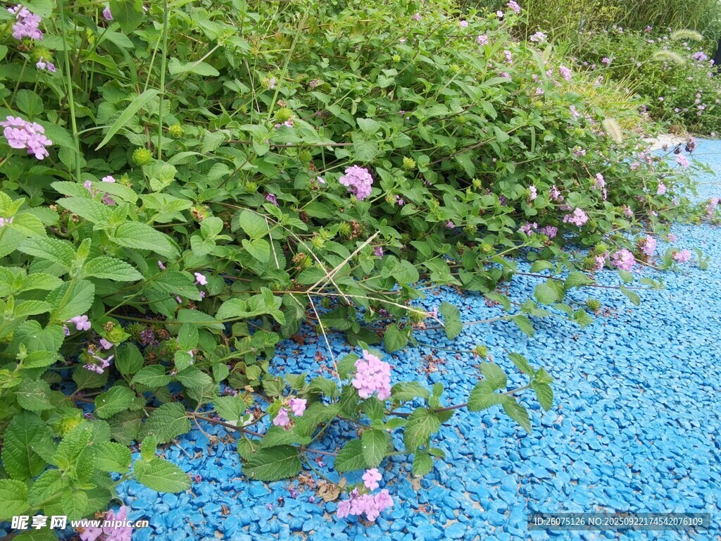 蓝地绿植间的粉色小花