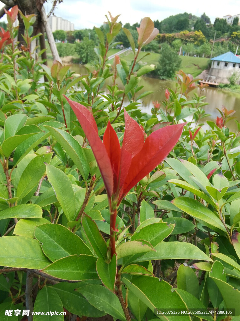 娇艳红叶绿植特写