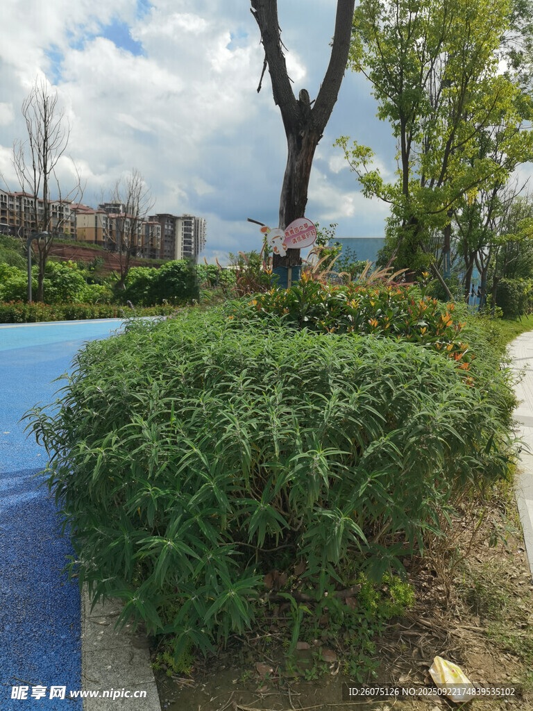 户外绿植景观