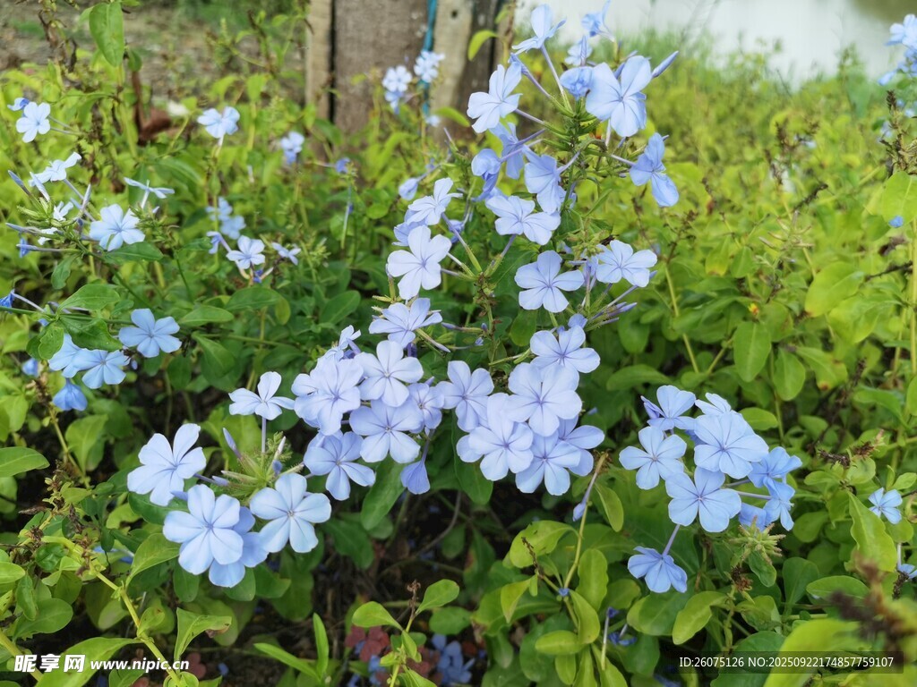 蓝花绽放于翠绿草丛中