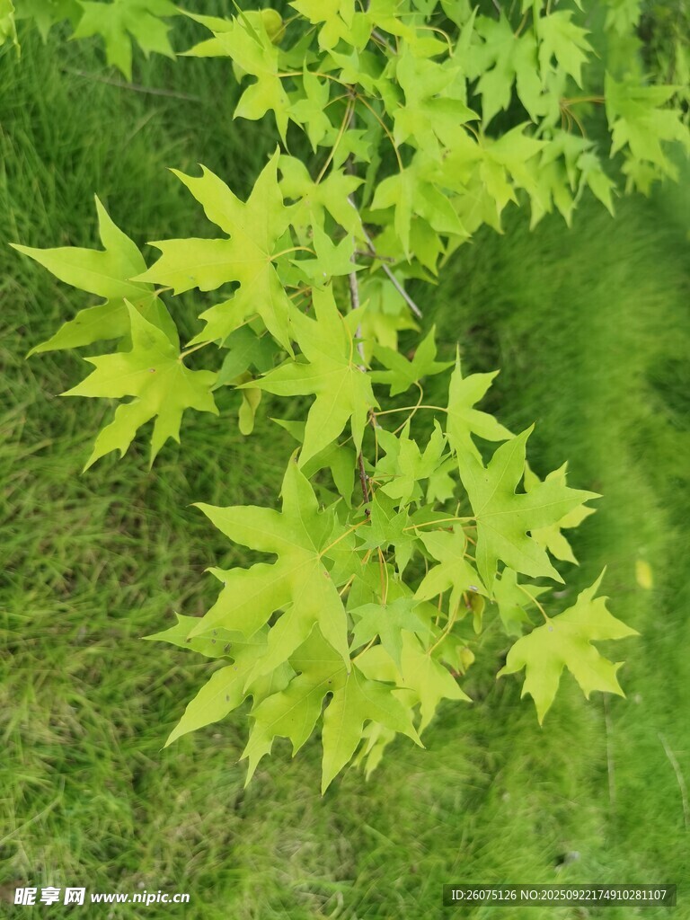 嫩绿枫叶生机盎然
