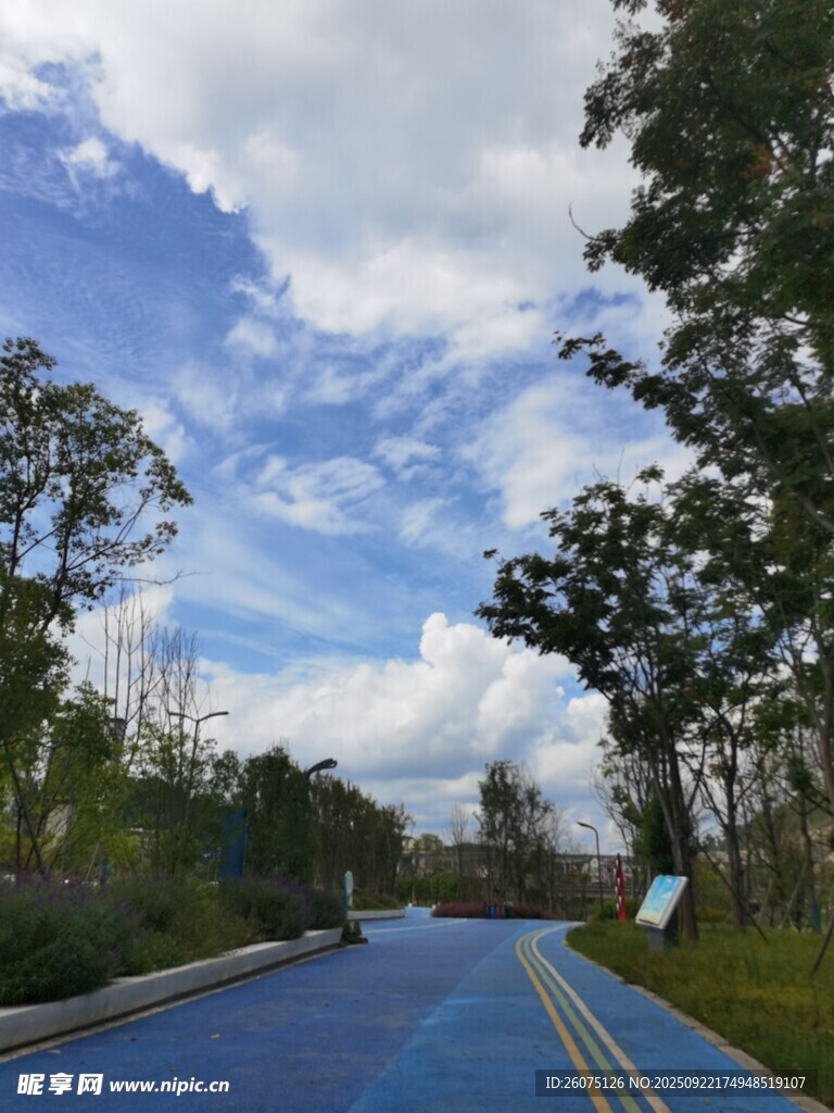 蓝色道路旁的绿树蓝天