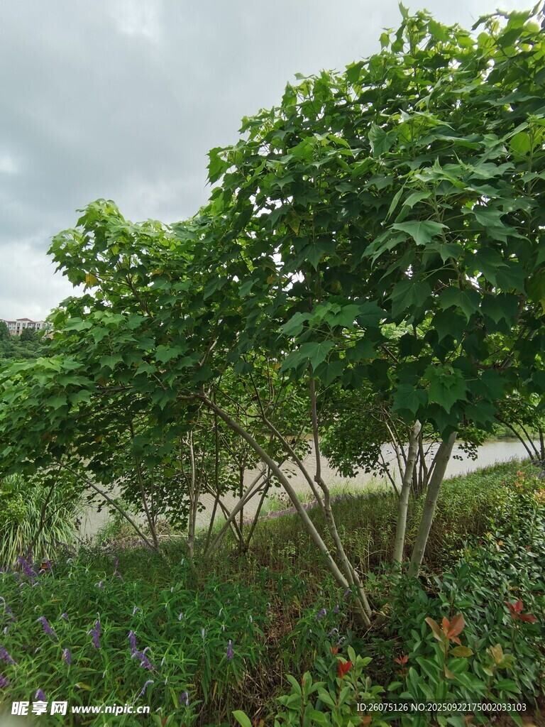 绿叶繁茂的户外树木景观