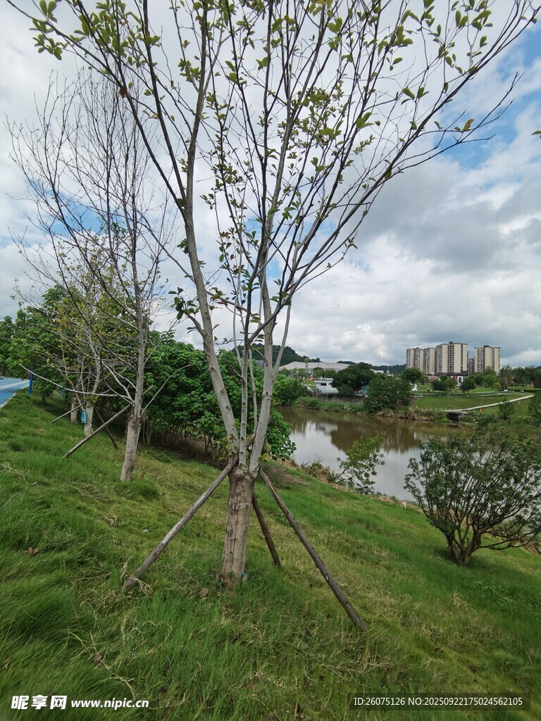 湖畔草地树木风景图