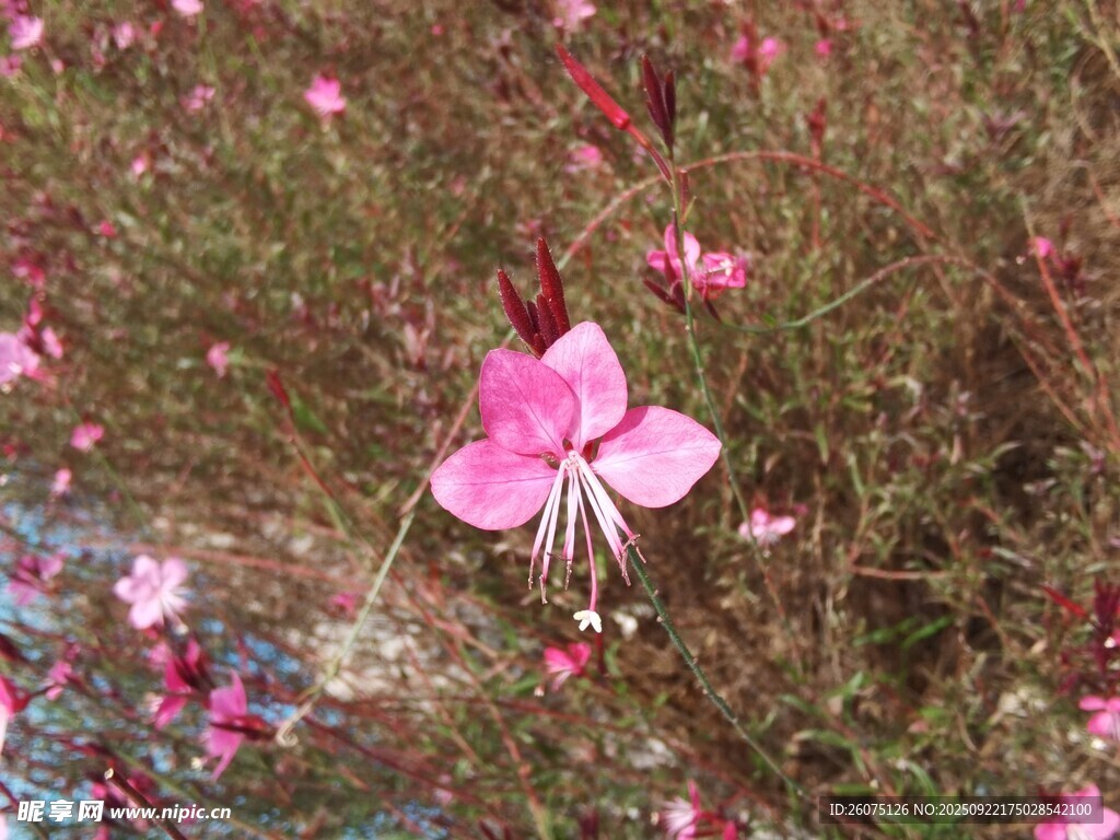 粉色小花绽放于草丛间