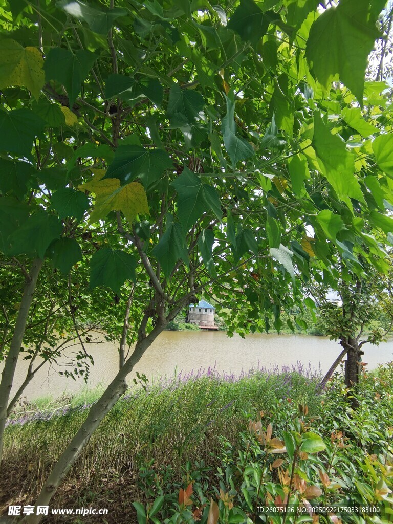 绿树成荫的自然景致