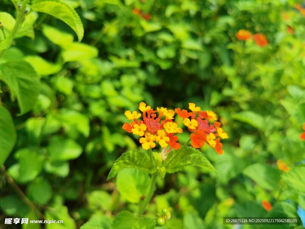 绿叶丛中绽放的鲜艳小花