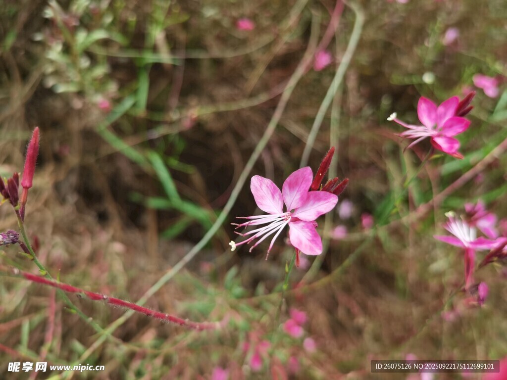 野外绽放的娇艳粉色小花