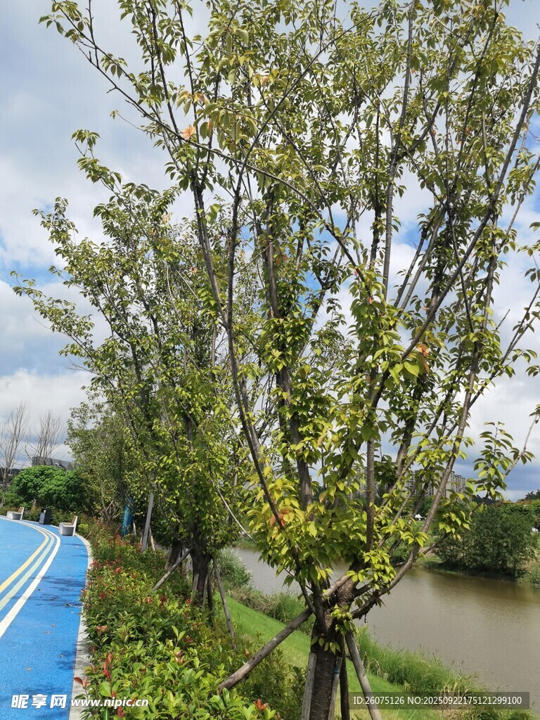 河边绿树成排景色宜人