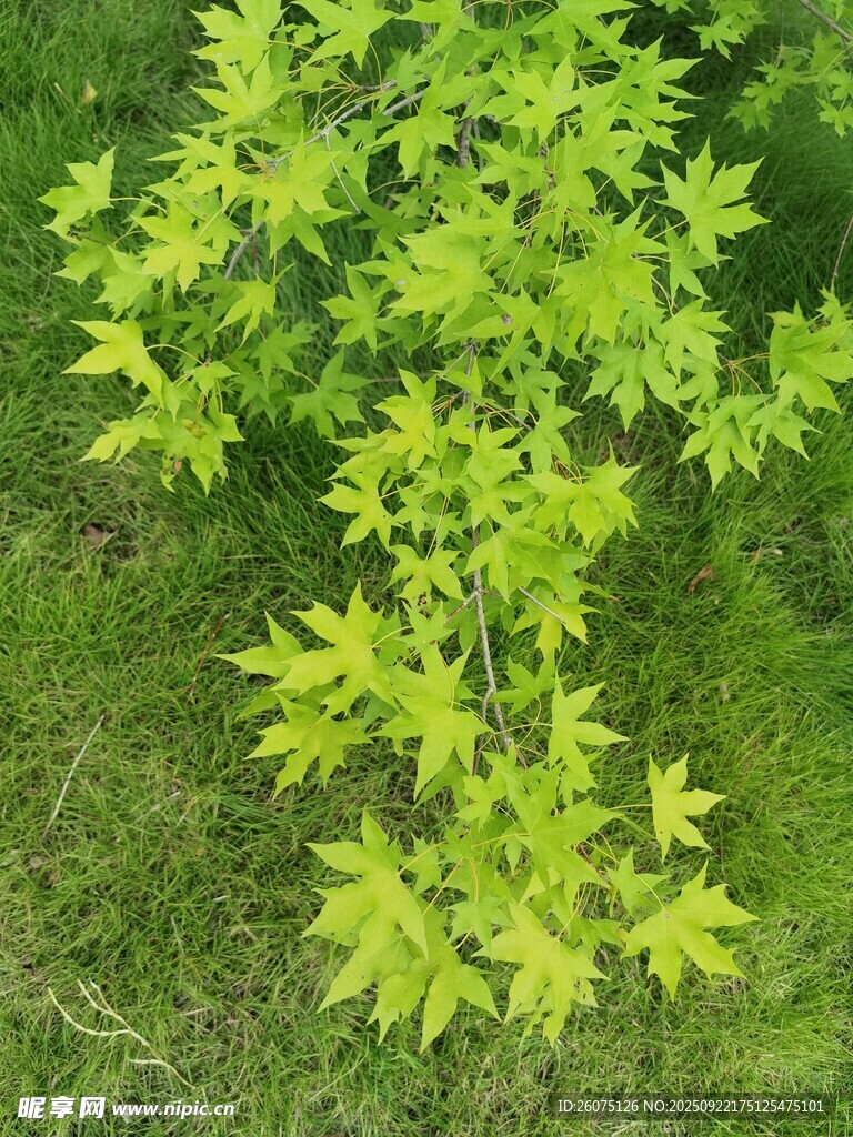 嫩绿枫树树枝