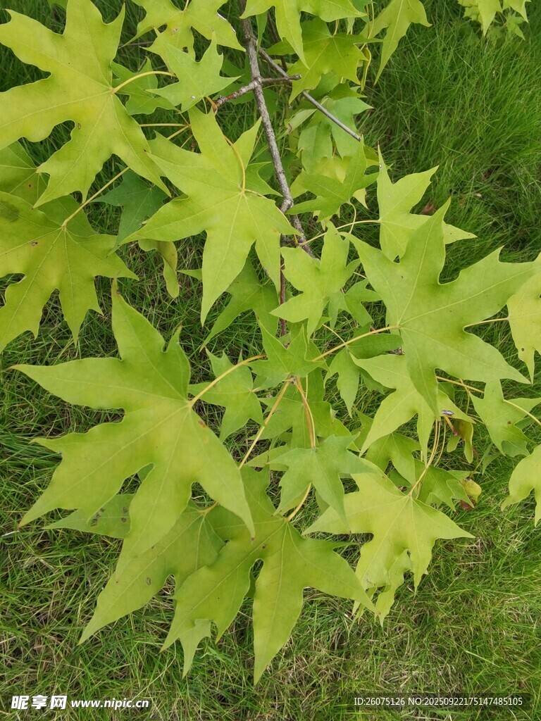 嫩绿枫叶特写