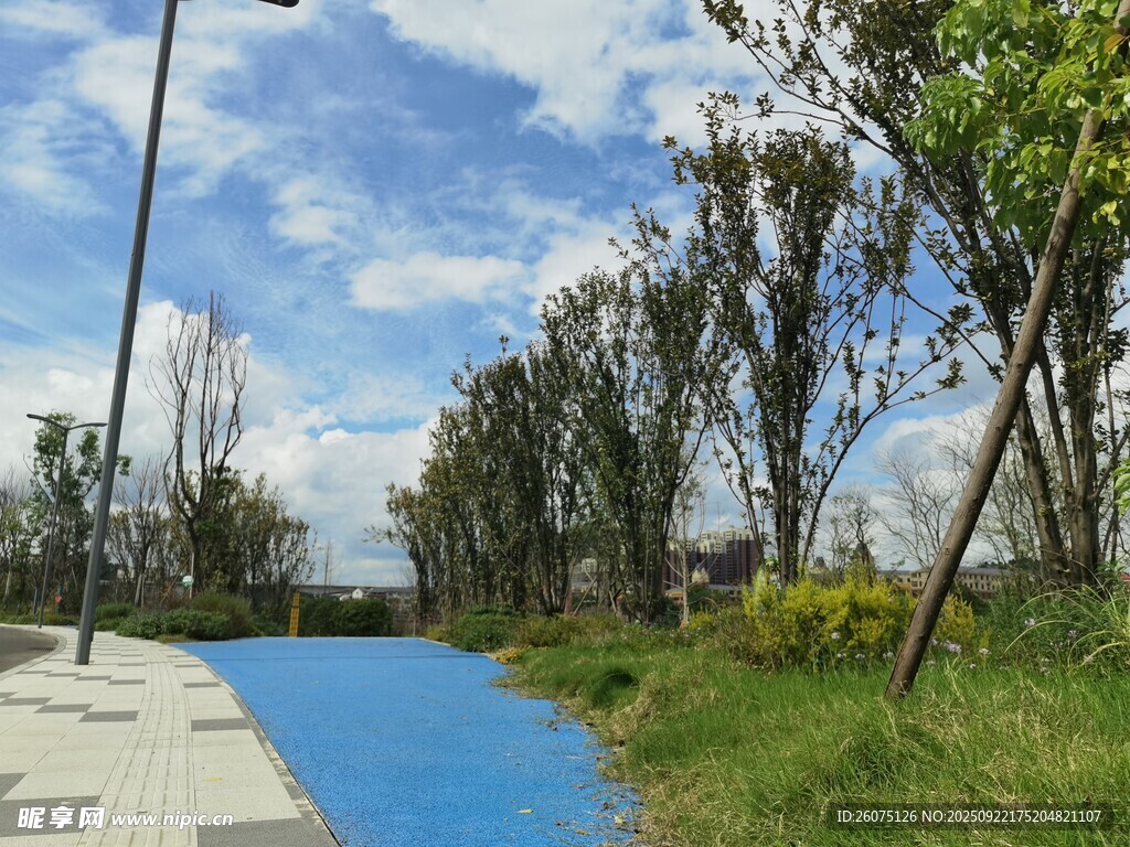 城市中的清新林荫步道